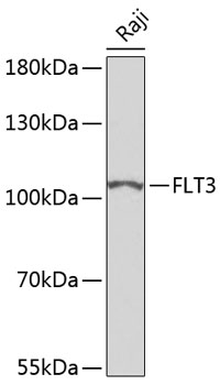 Anti-FLT3 Antibody (CAB7897)