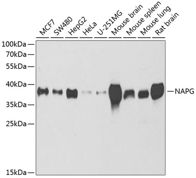 Anti-NAPG Antibody (CAB6432)