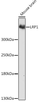 Anti-LRP1 Antibody (CAB1439)