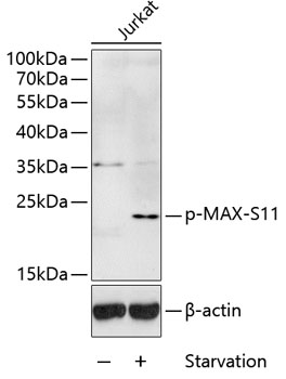 Anti-Protein max Antibody (CABP0072)