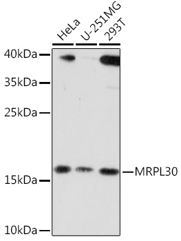 Anti-MRPL30 Antibody (CAB16529)