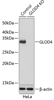 Anti-GLOD4 Antibody [KO Validated] (CAB19849)