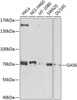 Anti-GAS6 Polyclonal Antibody (CAB8545)