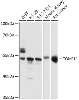 Anti-TOM1L1 Antibody (CAB17602)