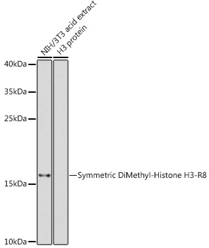 Anti-Symmetric DiMethyl-Histone H3-R8 Antibody (CAB2374)