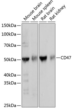 Anti-CD47[KO Validated] Antibody