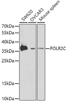 Anti-POLR2C Antibody (CAB1785)