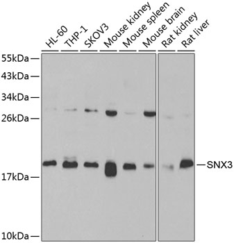 Anti-SNX3 Antibody (CAB7502)