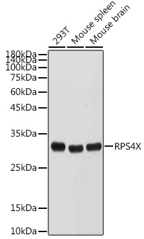 Anti-RPS4X Antibody (CAB6730)