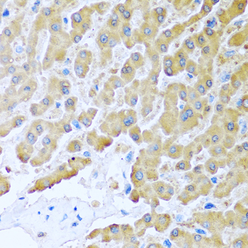 Anti-CCL8 Antibody (CAB6977)