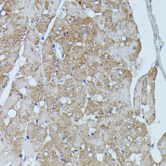 Anti-FLII Antibody (CAB15273)