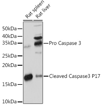 Anti-active + pro Caspase-3 Antibody [KO Validated] (CAB19654)