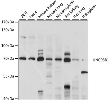 Anti-UNC93B1 Antibody (CAB15250)