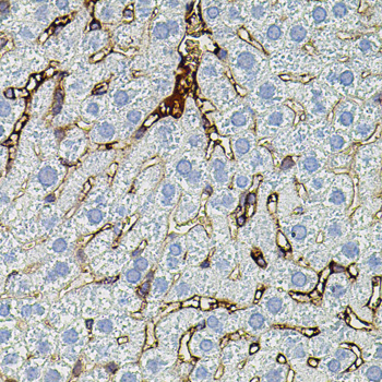 Anti-MMP9 Antibody (CAB11521)