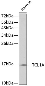 Anti-TCL1A Antibody (CAB0629)