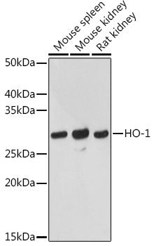 Anti-HO-1 Antibody (CAB1346)