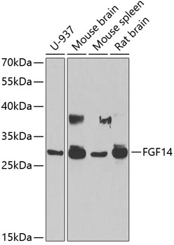 Anti-FGF14 Antibody (CAB6588)