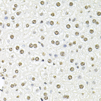 Anti-FBL Antibody (CAB13490)