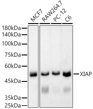 Western blot analysis of extracts of various cell lines, using XIAP antibody at 1:5000 dilution. Secondary antibody: HRP Goat Anti-Rabbit IgG (H+L) at 1:10000 dilution. Lysates/proteins: 25ug per lane. Blocking buffer: 3% nonfat dry milk in TBST. Detection: ECL Basic Kit. Exposure time: 90s.