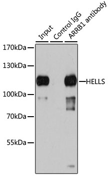 Anti-HELLS Antibody [KO Validated] (CAB5831)