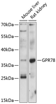 Anti-GPR78 Antibody (CAB12364)