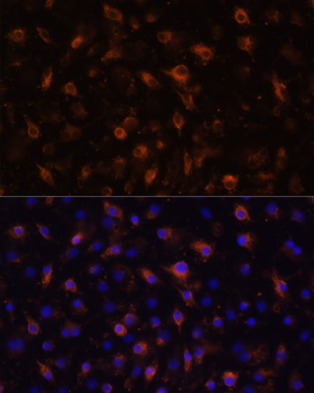 Anti-TLR4 Antibody (CAB0007)