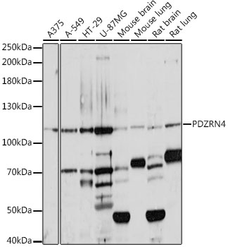 Anti-PDZRN4 Antibody (CAB16119)
