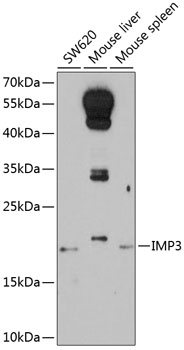 Anti-IMP3 Polyclonal Antibody (CAB8855)