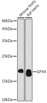 Anti-GPX4 Antibody (CAB13309)