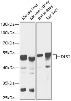 Anti-DLST Antibody (CAB13297)