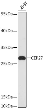 Anti-CEP27 Antibody (CAB13707)