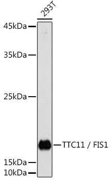 Anti-TTC11 / FIS1 Antibody [KO Validated] (CAB5821)