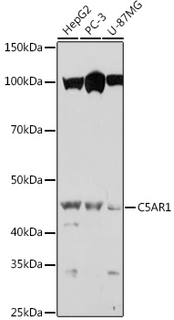 Anti-C5AR1 Antibody (CAB1900)