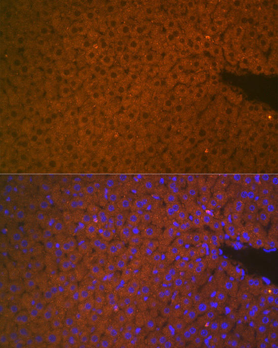 Immunofluorescence analysis of mouse liver cells using TMPRSS6 Rabbit pAb at dilution of 1:100 (40x lens). Blue: DAPI for nuclear staining.