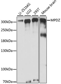 Anti-MPDZ Antibody (CAB15344)