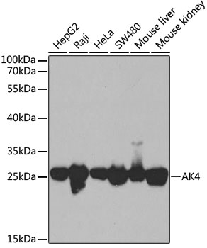 Anti-AK4 Antibody (CAB13461)