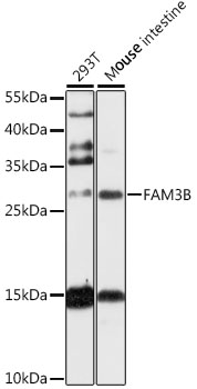 Anti-FAM3B Antibody (CAB13592)