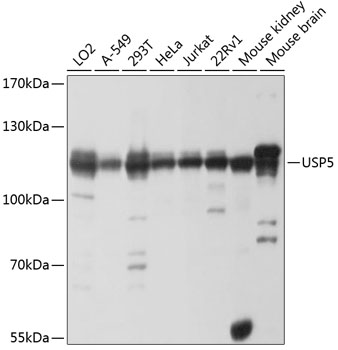 Anti-USP5 Antibody (CAB4202)