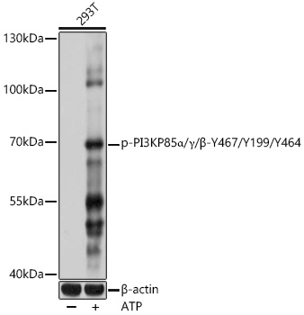 Anti-Phospho-PI3KP85 alpha/gamma/beta-Y467/Y199/Y464 pAb (CABP0854)