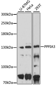 Anti-PPFIA3 Polyclonal Antibody (CAB8714)