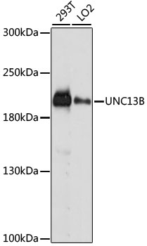 Anti-UNC13B Antibody (CAB15780)