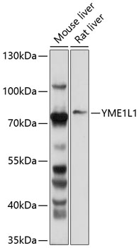 Anti-YME1L1 Antibody (CAB10402)