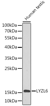 Anti-LYZL6 Antibody (CAB1067)