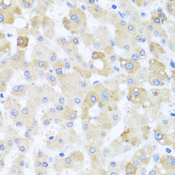 Anti-CETN1 Antibody (CAB3784)