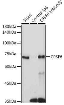 Anti-CPSF6 Antibody (CAB5963)