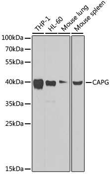 Anti-CAPG Antibody [KO Validated] (CAB7324)