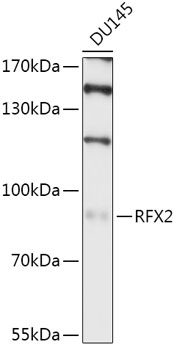 Anti-RFX2 Antibody (CAB17525)