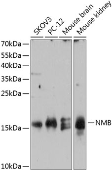 Anti-NMB Antibody (CAB12158)