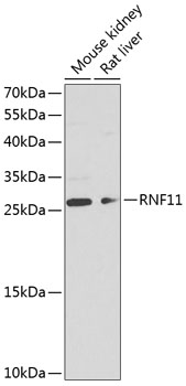 Anti-RNF11 Polyclonal Antibody (CAB8328)
