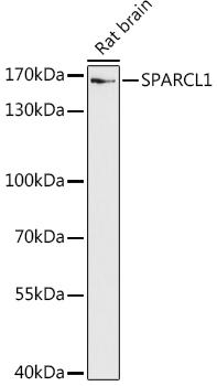 Western blot analysis of extracts of Rat brain, using SPARCL1 antibody at 1:1000 dilution. Secondary antibody: HRP Goat Anti-Rabbit IgG (H+L) at 1:10000 dilution. Lysates/proteins: 25ug per lane. Blocking buffer: 3% nonfat dry milk in TBST. Detection: ECL Enhanced Kit. Exposure time: 90s.